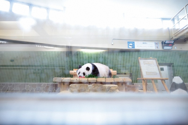 コウコウとタンタン : パンダ写真集　中村翔子／文　王子動物園／写真・監修 コウコウとタンタン / 中村 翔子【文】/神戸市立王子動物園【写真