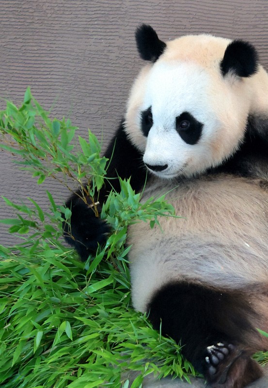 コウコウとタンタン : パンダ写真集　中村翔子／文　王子動物園／写真・監修 コウコウとタンタン / 中村 翔子【文】/神戸市立王子動物園【写真