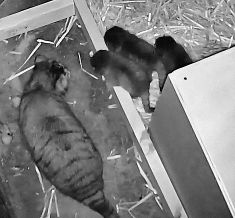 短い脚でかくかく歩く…マヌルネコの赤ちゃん23年ぶり誕生 名古屋