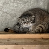 短い脚でかくかく歩く…マヌルネコの赤ちゃん23年ぶり誕生 名古屋 [写真