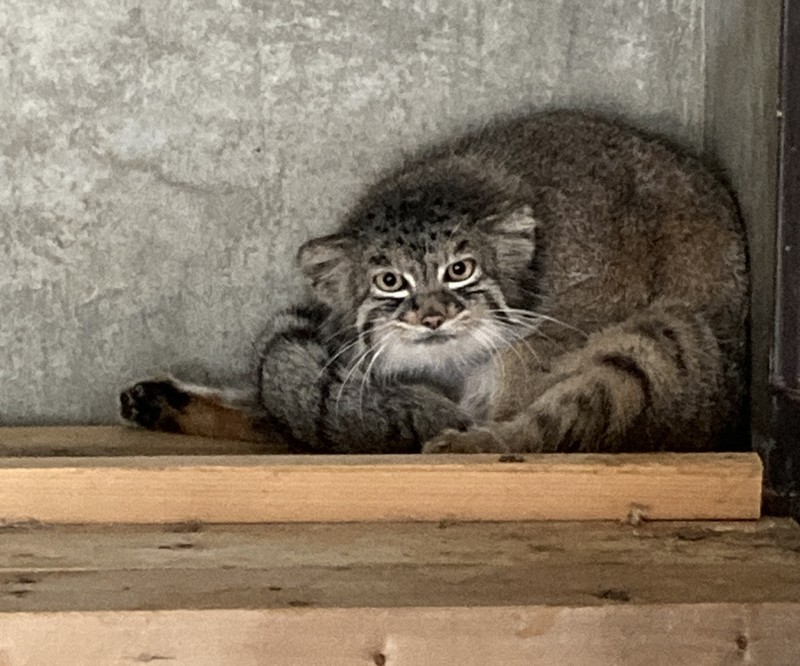 冒険中のマヌルネコちゃん(どっしりサイズ) あみぐるみ 冒険中の