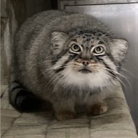 短い脚でかくかく歩く…マヌルネコの赤ちゃん23年ぶり誕生 名古屋 [写真