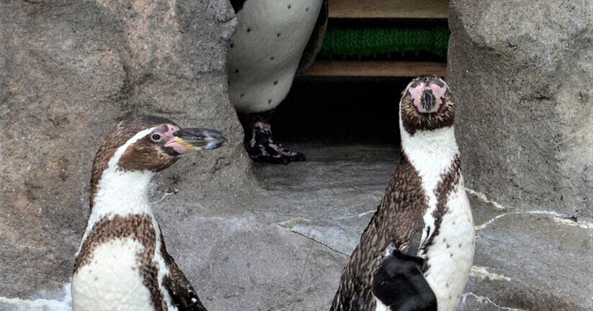フンボルトペンギン“嫁入り” 「コパン」と「ハッチ」 「海響館」から2