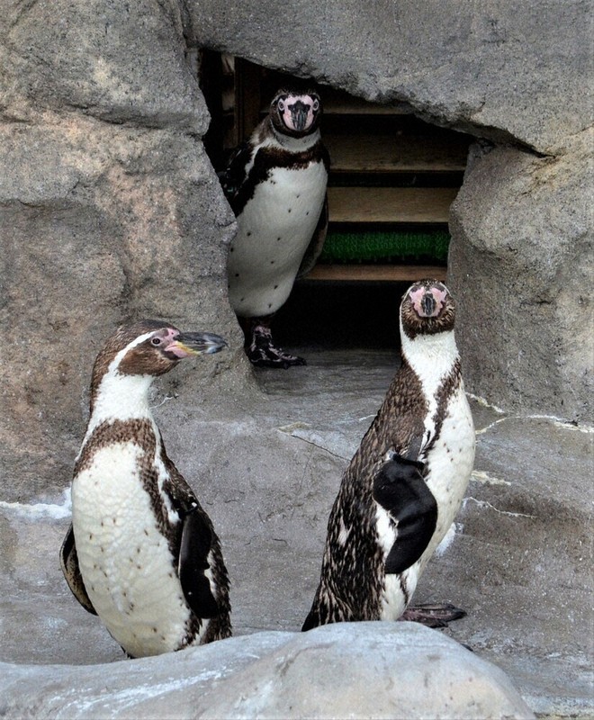 フンボルトペンギン“嫁入り” 「コパン」と「ハッチ」 「海響館」から2