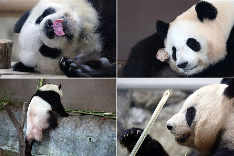 JR西日本が「パンダくろしお」運行継続を発表 ファンの声に応え | 毎日新聞