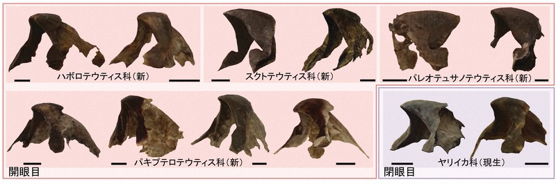 白亜紀の海はイカだらけ 化石を3Dで取り出す技術で判明 北海道大