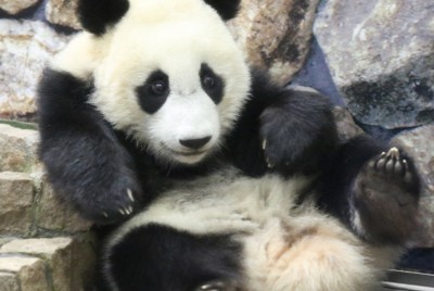 パンダのまちから：／4止 記憶の中、愛は続く | 毎日新聞