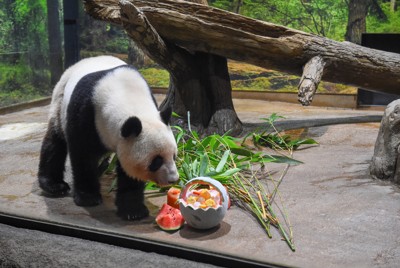 氷やスイカに近づくレイレイ＝東京都台東区の上野動物園で2025年6月23日午前10時9分（東京動物園協会提供）