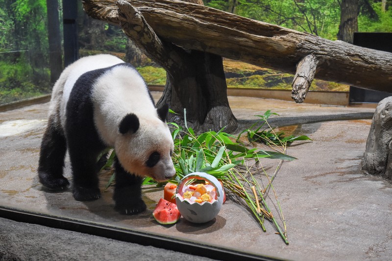 上野・パンダ日記：上野動物園の双子パンダ、4歳に 氷でじゃれ、元気に