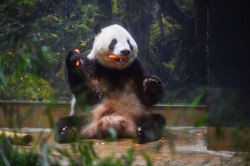 上野・パンダ日記：上野動物園の双子パンダ、4歳に 氷でじゃれ、元気に