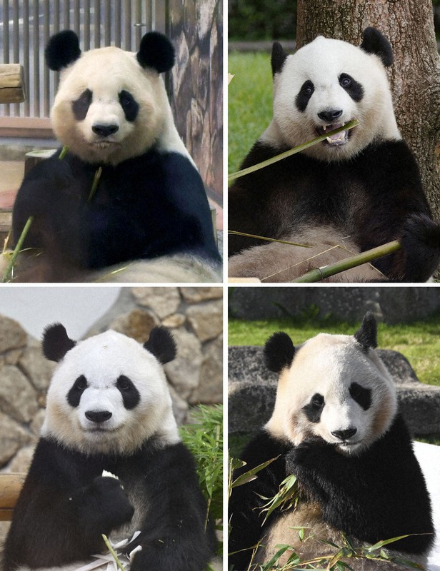 All 4 pandas at Wakayama Pref. zoo depart for China, leaving