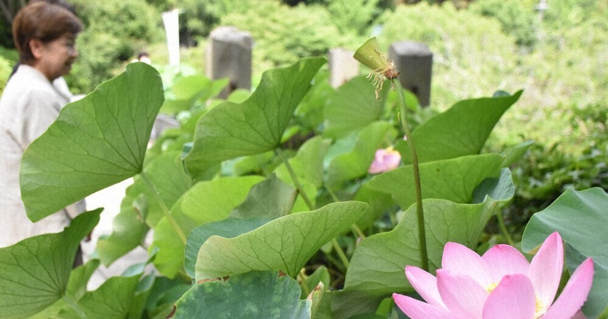 見ごろの朝に思う1000年前 大連古代蓮が開花 松山 ／愛媛 | 毎日新聞