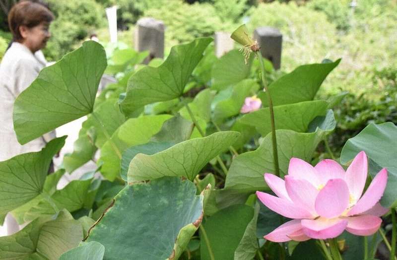 見ごろの朝に思う1000年前 大連古代蓮が開花 松山 ／愛媛 | 毎日新聞