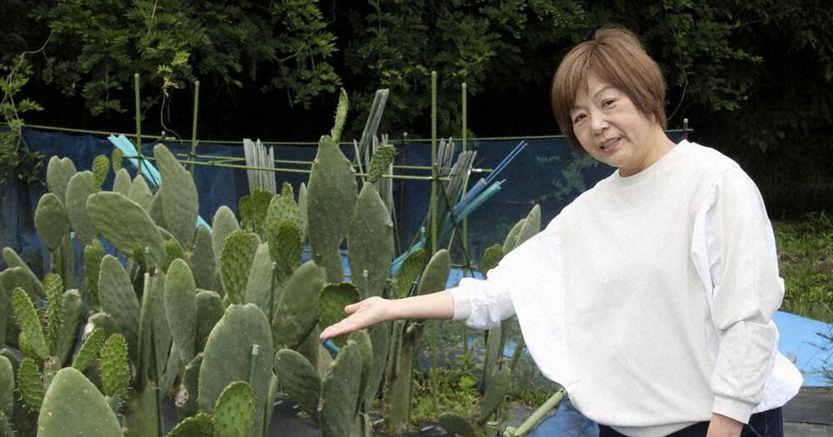 食用サボテンに注目 長野県 スーパー店頭にも ／長野 | 毎日新聞