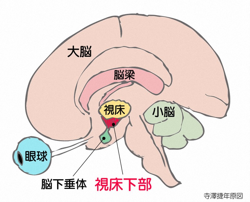 　脳の縦断面（頭頂部から鼻筋を通る断面）で視床下部を示した（眼球は、正確にはこの位置にはないが、理解しやすいよう加えた）。視床下部は、自律神経系や内分泌系の中枢として、体温調節、食欲、睡眠、自律神経活動など、生命維持に重要な機能を調節する。視床下部から垂れ下がる脳下垂体は前葉と後葉に分けられ、前葉からは成長ホルモン、副腎皮質刺激ホルモン、甲状腺刺激ホルモン、性腺刺激ホルモンが分泌され、後葉からは抗利尿ホルモンが分泌される。これらのホルモンは視床下部からの指令によってコントロールされている。視床下部は生命を維持する最も重要な場所と言える。
