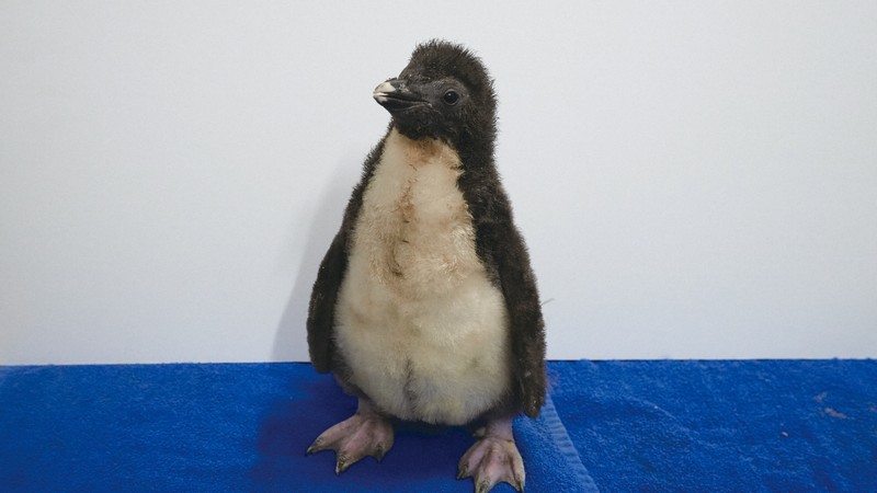 よちよちと歩く姿も ペンギンのヒナ2羽誕生 札幌市街地の水族館 | 毎日新聞