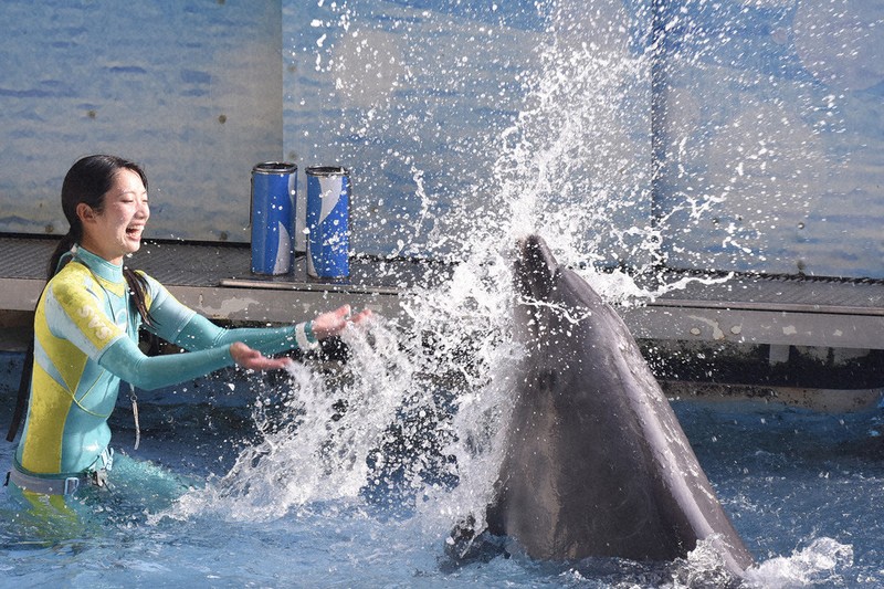 イルカとクジラ 夏の特別企画展 新江ノ島水族館 ／神奈川 | 毎日新聞