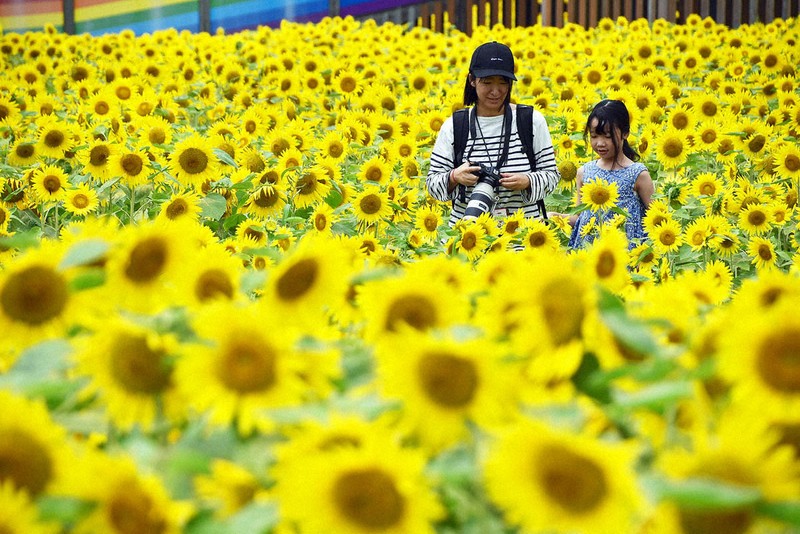 ヒマワリ満開、夏空に映え 町職員が育てた20万本見ごろ 福岡 | 毎日新聞