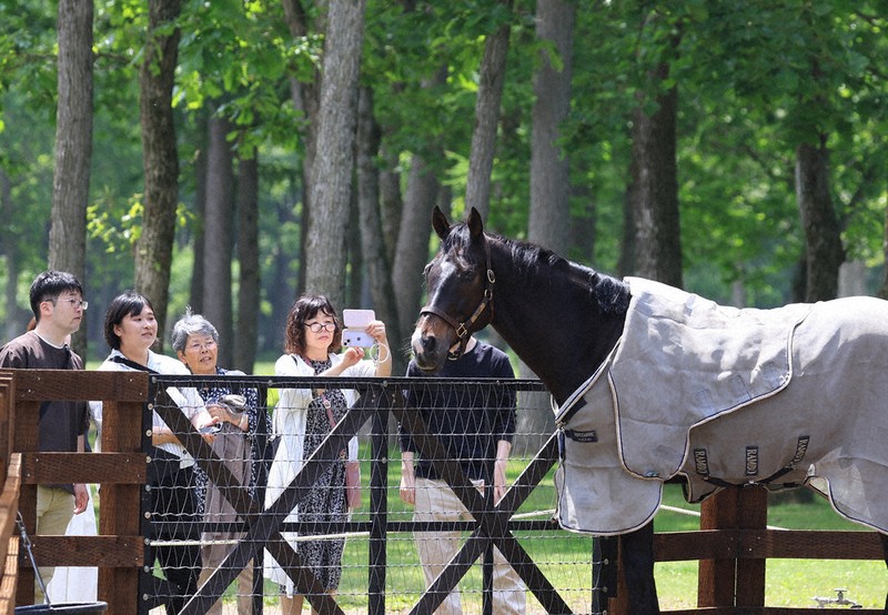 ポーズもお手の物 香港の英雄馬、余生ゆったり 北海道・苫小牧 | 毎日新聞