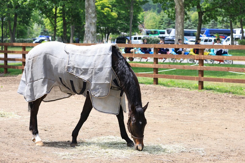 From馬産地：苫小牧「ノーザンホースパーク」 香港の英雄、余生