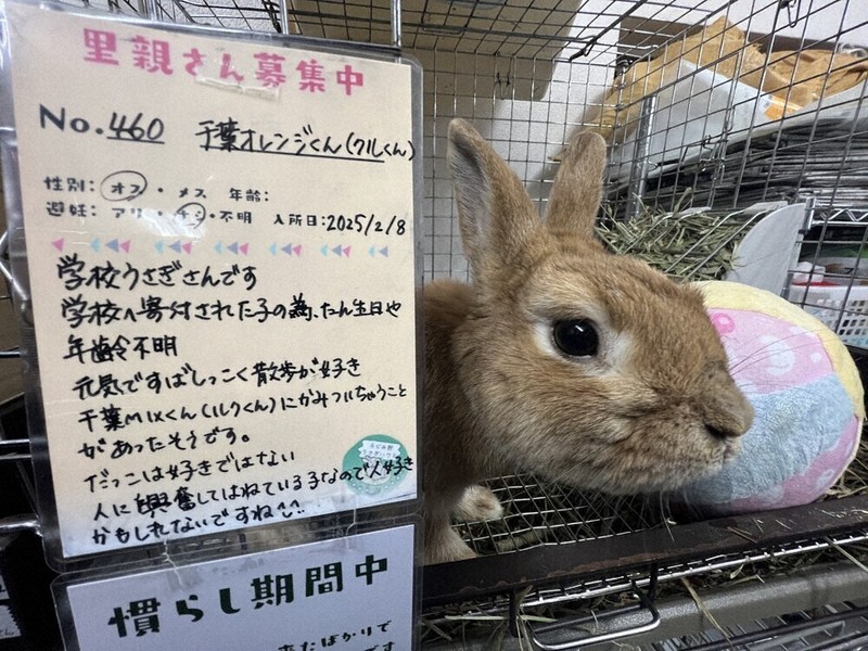 特集ワイド：「学校ウサギ」ピンチ | 毎日新聞