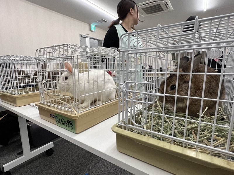 特集ワイド：「学校ウサギ」ピンチ | 毎日新聞