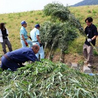 阪神大震災の被災地・神戸に向けて七夕用のササ竹70本をトラックに積み込む作業をした三ツ星ベルトふれあい協議会メンバーと綾部市職員ら＝綾部市栗町で、庭田学撮影