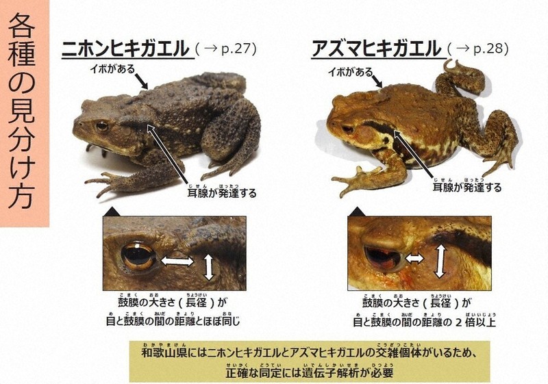県内の両生類・爬虫類、紹介 県立自然博物館、HPで60種 ／和歌山