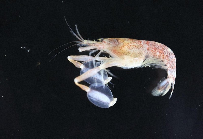 はさみがうちわ、雄のエビ 県立中央博物館、駒井さんら発見 求愛行動に