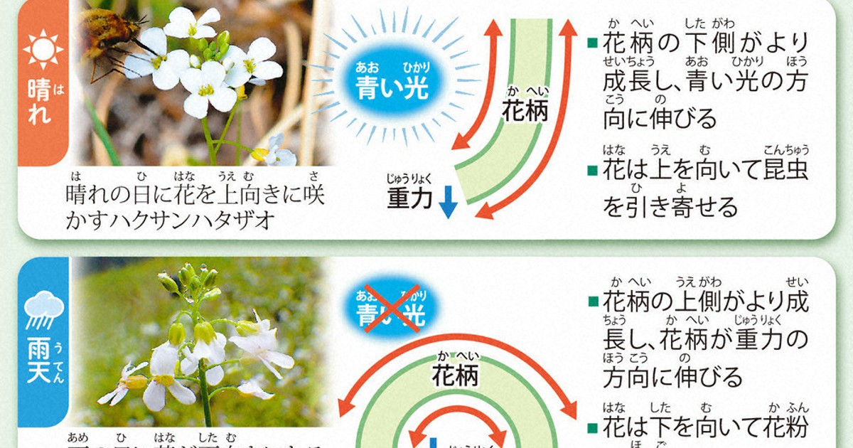 毎小ニュース：科学 花の向き 晴天は↗、雨だと↘ アブラナ科の植物で