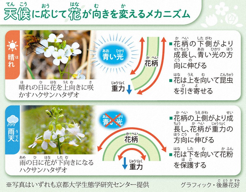 毎小ニュース：科学 花の向き 晴天は↗、雨だと↘ アブラナ科の植物で