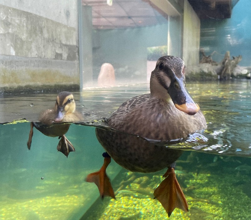 母の後ろにピタリ カルガモのひな アクア・トトぎふ ／岐阜 | 毎日新聞