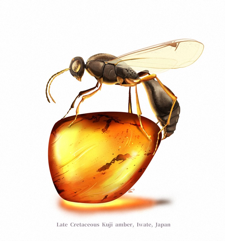 大粒 虫入り天然琥珀 植物片 化石 恐竜 夏休み 自由研究 【公式通販】