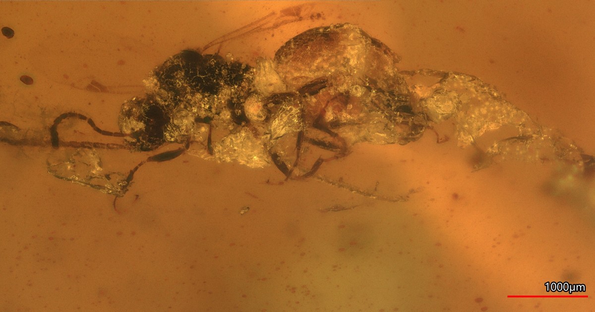 琥珀に大集合 恐竜時代の寄生バチの化石を発見、新種か 岩手・久慈