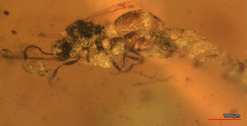 琥珀に大集合 恐竜時代の寄生バチの化石を発見、新種か 岩手・久慈