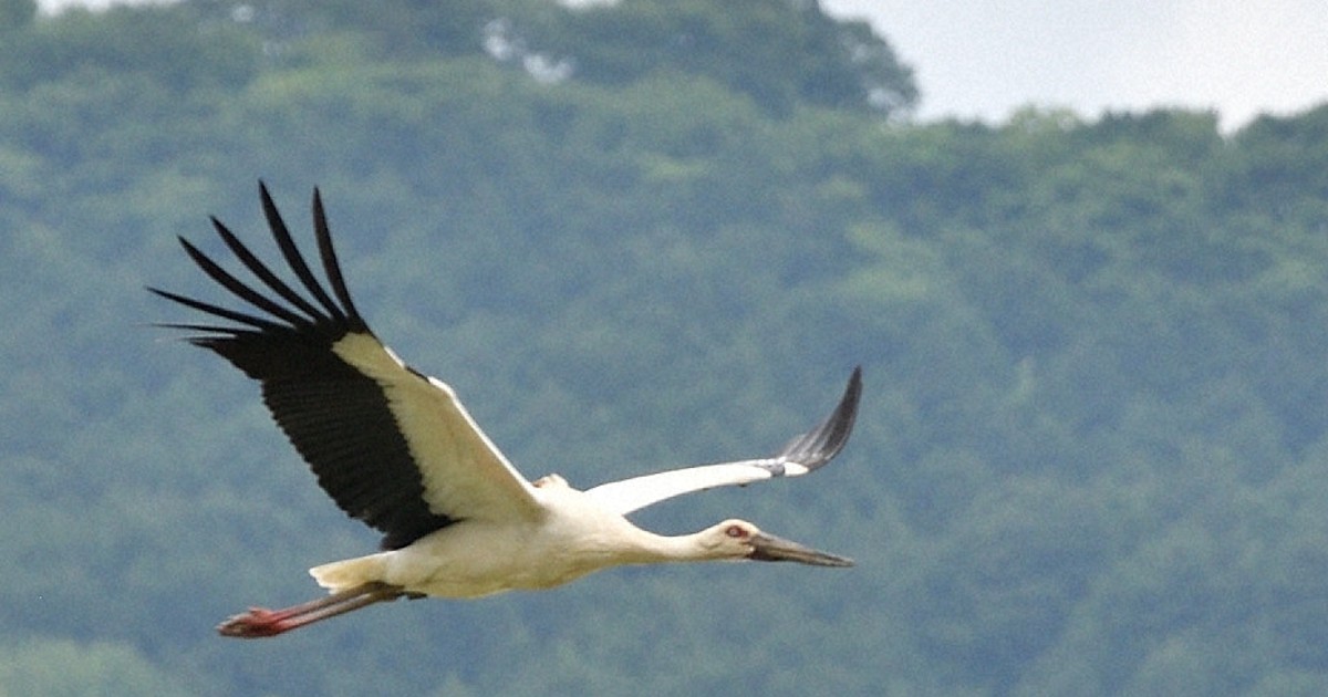 コウノトリ、野外生息数が全国で500羽超える 兵庫県立公園が確認