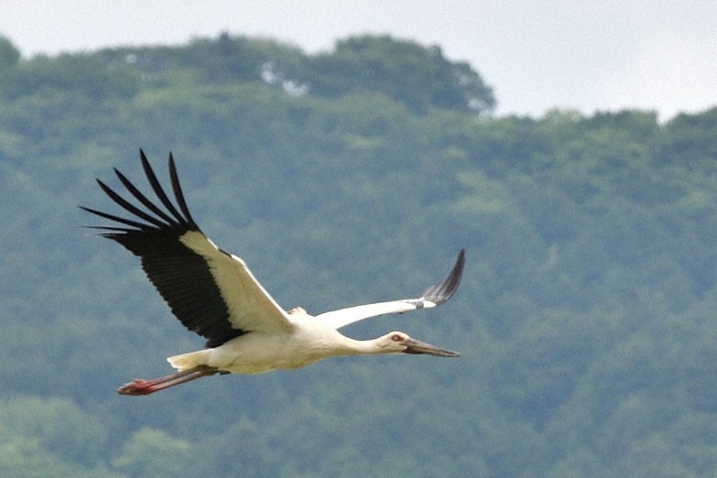 コウノトリ、野外生息数が全国で500羽超える 兵庫県立公園が確認