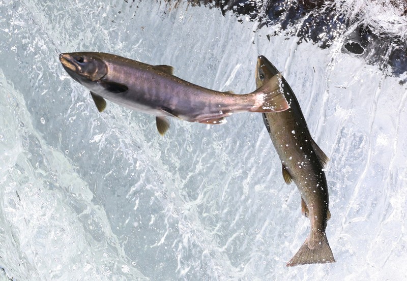 サクラマスのジャンプ 北海道・斜里川で遡上 [写真特集1/7] | 毎日新聞