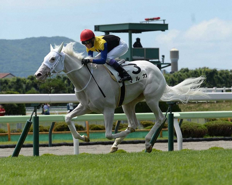 マルタ騎士騎馬像　新品　未開封 マルタ騎士騎馬像 新品 未開封｜武具