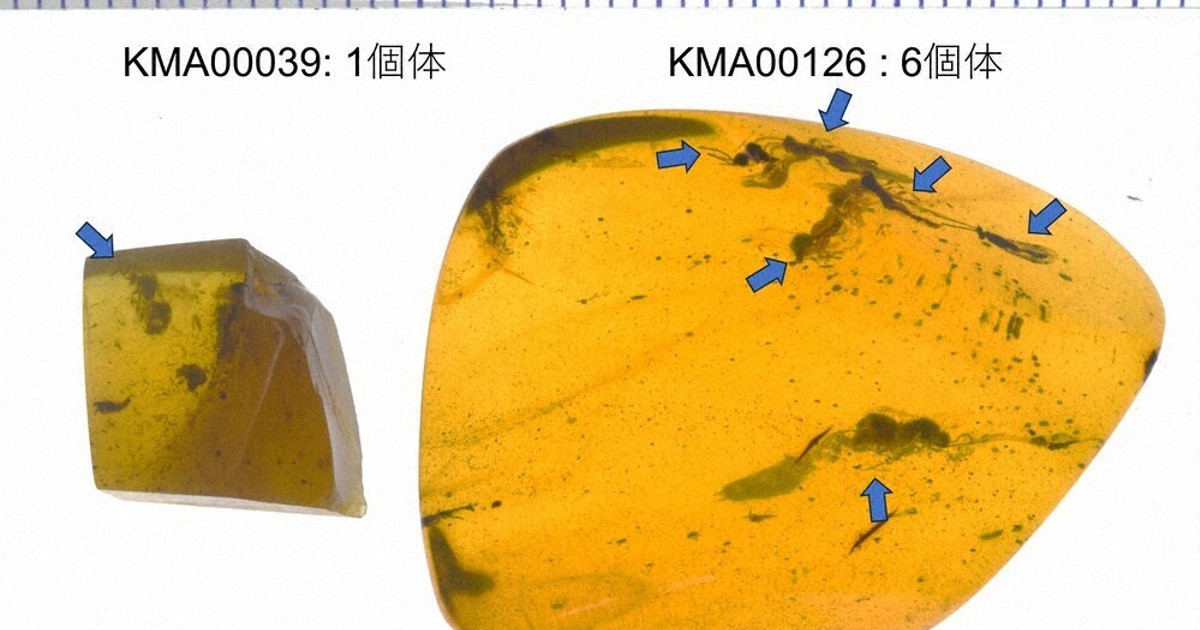 化石：複数のハチ化石 閉じ込めた琥珀 岩手・恐竜時代地層 | 毎日新聞