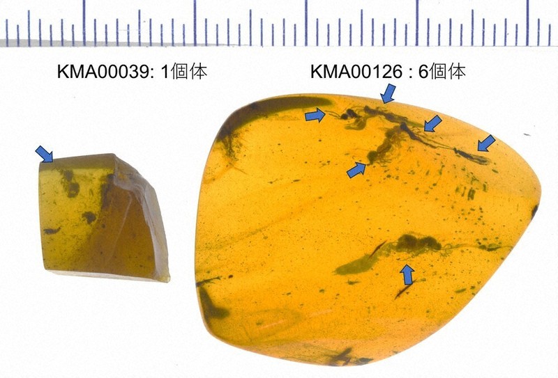 鑑賞石 詳細不明 石活 in 関西万博① コモンズD内のタジキスタン🇹🇯ブースにて
