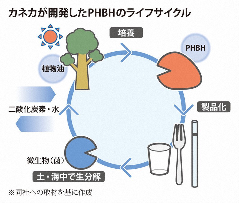 【現地球】コミフォラモンストローサ　国内管理５年目　発根済み くらしナビ・環境：スタバにプラストロー復活のわけ 海中で分解される