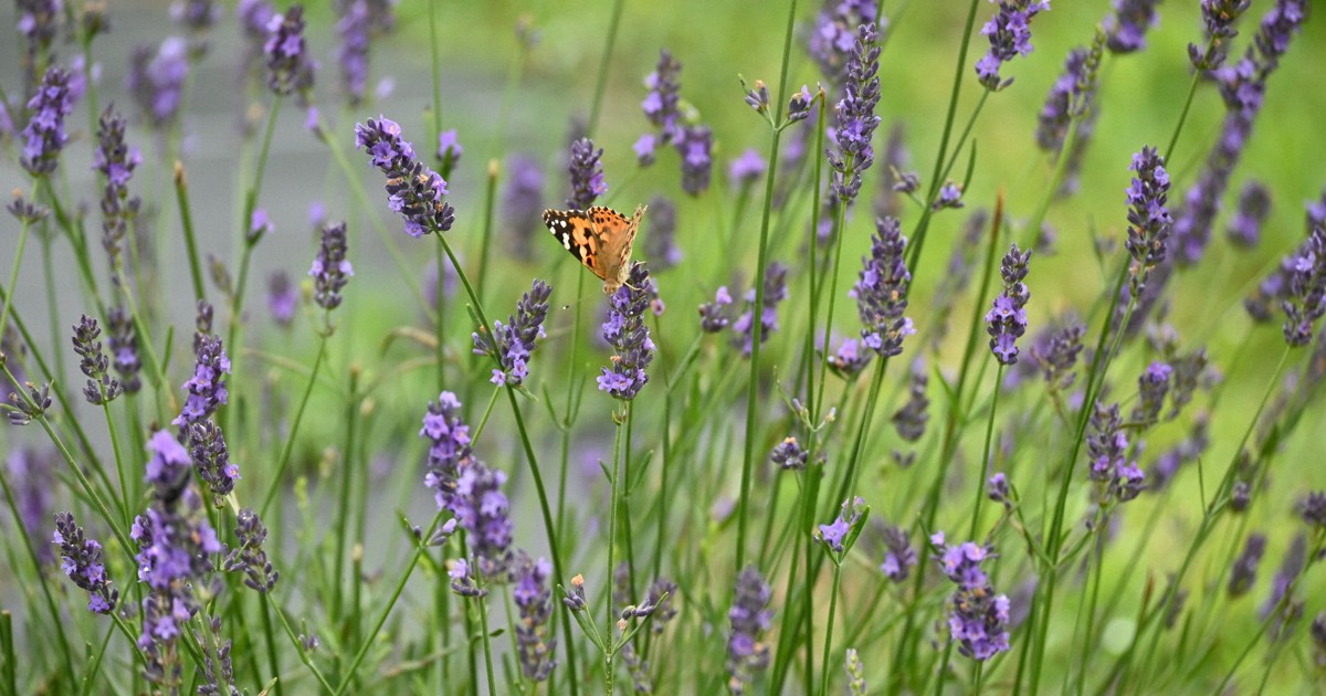 Easy Japanese news in translation: Lavender in full bloom at flower park in Oita Prefecture