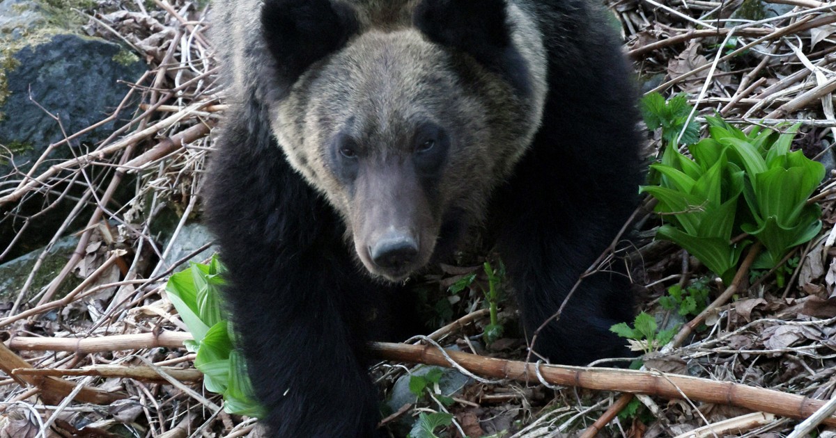 ＜1分で解説＞「クマ保険」が新登場　どういう需要?補償内容は?