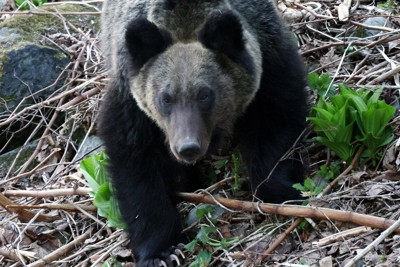 ヒグマ＝北海道斜里町で、貝塚太一撮影