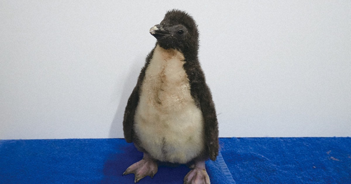 ペンギンの赤ちゃん 2羽すくすく 成長動画公開 AOAO SAPPORO ／北海道