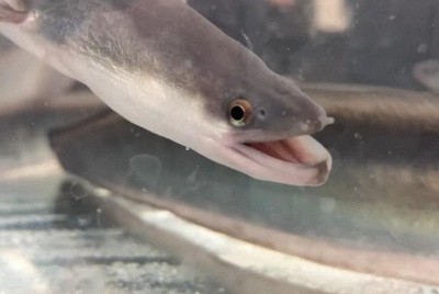 浜名湖鰻魚首獲地理標示(GI)認證,以優良品質與口感聞名