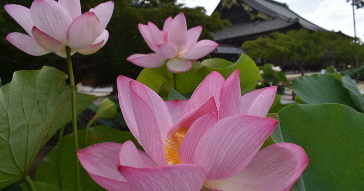 花蓮様　確認ページ 135鉢咲き誇り 津・専修寺 ／三重 | 毎日新聞