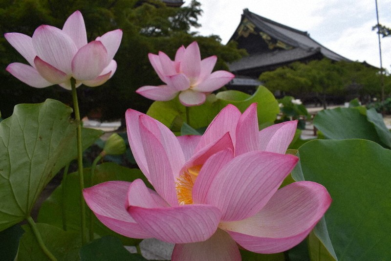 135鉢咲き誇り 津・専修寺 ／三重 | 毎日新聞