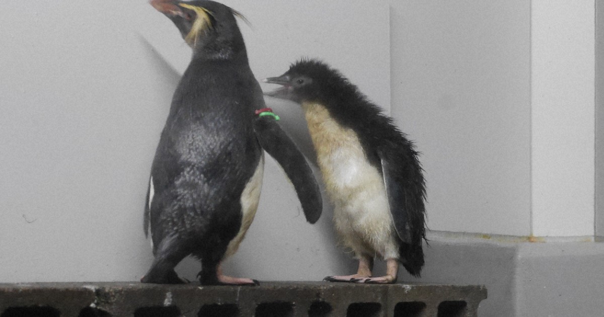 ペンギンのヒナ、23日から一般公開　性格は正反対?　札幌の水族館